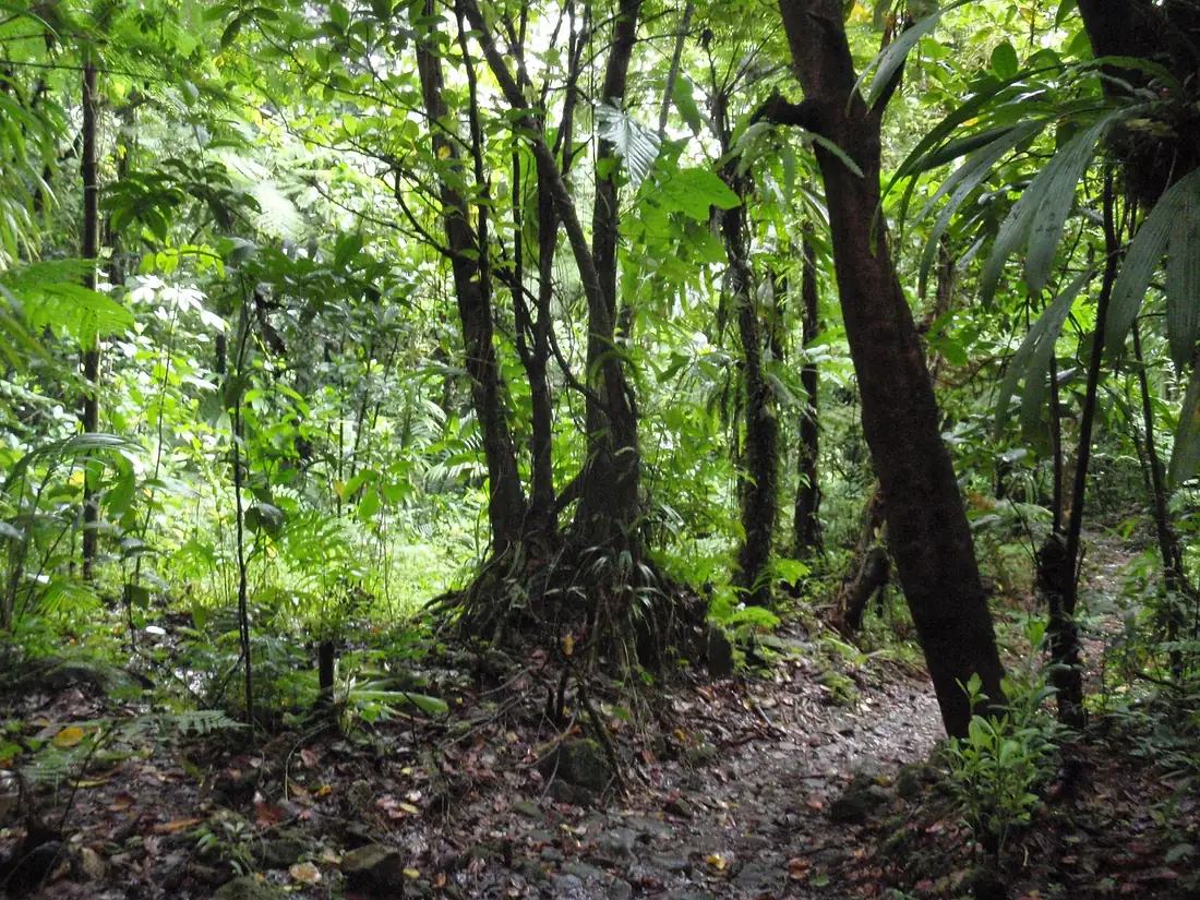 Ein ruhiger Regenwaldpfad zwischen hohen Bäumen und Farnen im Nationalpark Morne Trois Pitons, Dominica